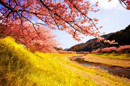 Colorful spring - blossoms, blooming, pretty, pink, creek, beautiful, wildflowers, fragrance, grassl, freshness, river, scent, flowering, lovely, tree, colorful