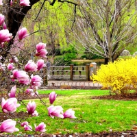 Park in spring