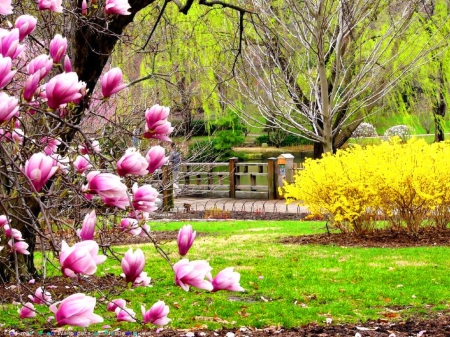 Park in spring - blossoms, beautiful, spring, fragrance, grass, freshness, scent, lovely, trees, nature, park, magnolia