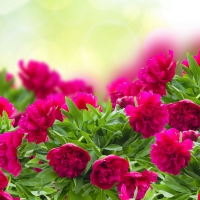 Flowers background