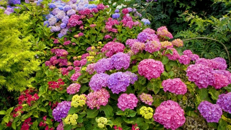 Spring flowers - pretty, beautiful, bushes, spring, forest, lovely, freshness, flowers, colorful, nature, garden, park