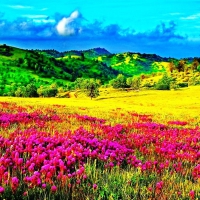 Spring flowers on mountain meadow