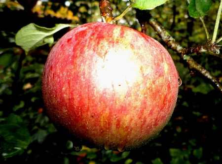 Ewa`s   apple  for Adam. - nature, autumn, people, other