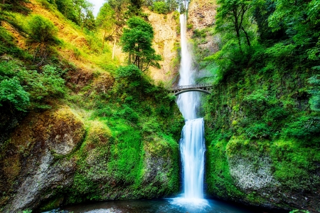 Multnomah-Falls-in-Oregon - nice, beauty, trees, photography, animals, water, stream, mountains, rocks, gorgeous, tree, bridge, scene, bids, landscape, waterfalls, plants, nature, green nature, forest, jungle, wild, splendor, stones, awesome