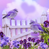 Birds and Pansies