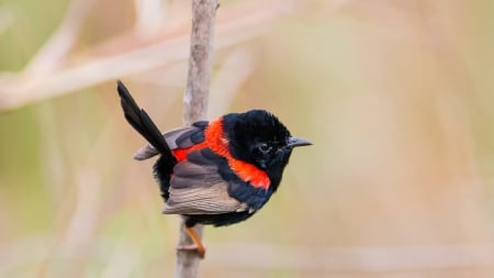 Little Fairy - backed, branch, red, fairy, wren, black, bird, little