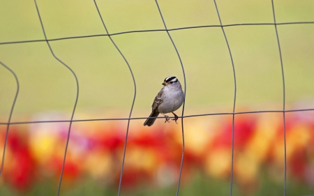 Watching spring - bird, wire, little, spring, watching, colors, fence