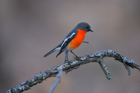 Flame - bird, robin, branch, red, little, flame