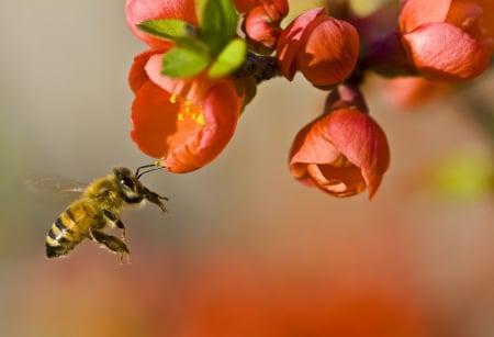 Hard working - honey bee, branch, blooms, spring, hard, working, insect, tree, flowers