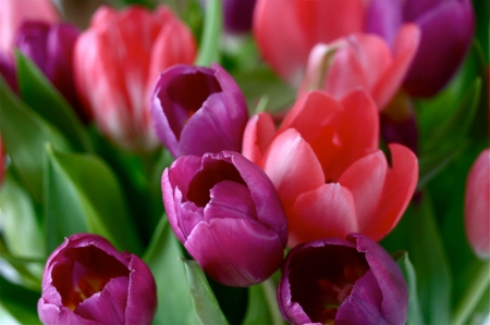 â˜¼ âœ¿ â˜¼ - purple, pink, beautful, tulips, flowers, colors, spring