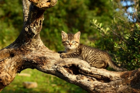 Cat - paws, face, pretty, cute, animals, beautiful, cat, sleeping, kitty, cats, kitten, hat, lovely, cat face