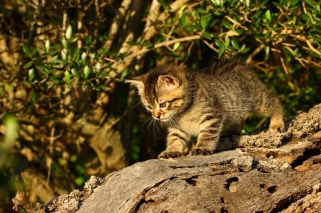 Cat - paws, face, pretty, cute, animals, beautiful, cat, sleeping, kitty, cats, kitten, hat, lovely, cat face