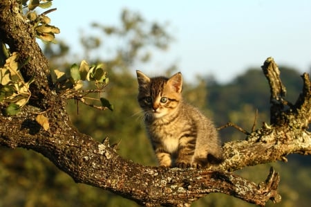 Cat - paws, face, pretty, cute, animals, beautiful, cat, sleeping, kitty, cats, kitten, hat, lovely, cat face