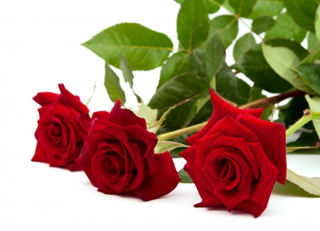 Roses - love, flowers, rose, red