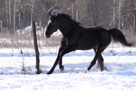 Horse - animal, winter, black, horse