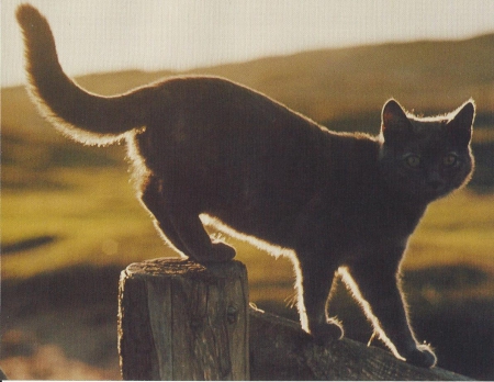 Cat - feline, cute, paws, fence, cat