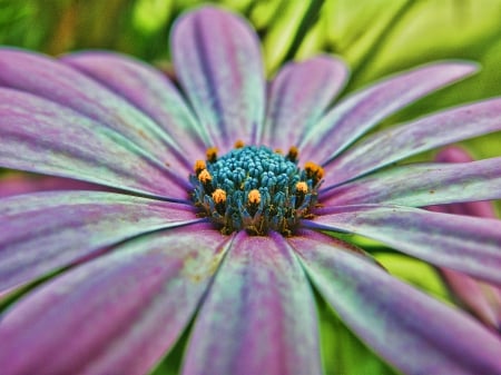 Summer Bloom - daisy, garden, flower, pollen