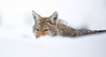 Winter Resting - wolf, wildlife, predator, snow