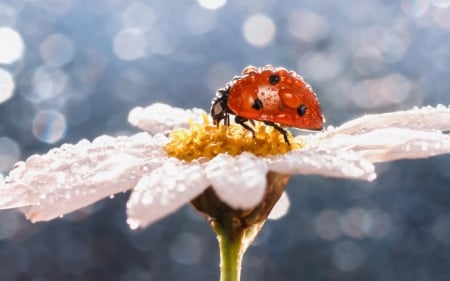 Ladybug - water drops, daisy, black, dew, spring, white, glitter, ladybug, macro, red, blue, insect, dot, flower