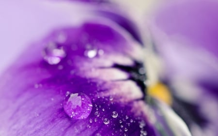 Water drops on a pansy - yellow, spring, flower, pink, purple, petal, dew, water drops, macro