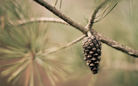 Pine Cone - nature, pine cones, brown, pine cone