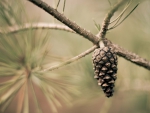 Pine Cone