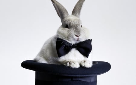 Magical rabbit - animal, black, rodent, white, rabbit, bow, hat, bunny, grey