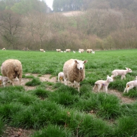 Spring Lambs