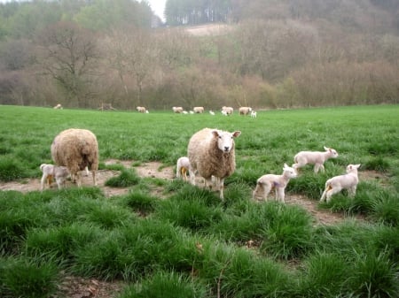 Spring Lambs - hampshire, sheep, young, farming, lambs, spring