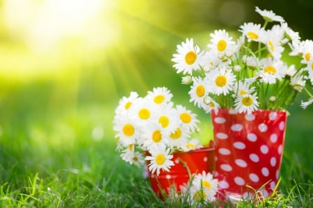 ♥Spring Flowers♥ - flowers, camomile, sunshine, spring, meadow