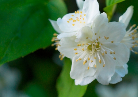 Jasmine - flowers, jasmine, jasmines, white, nature, green, flower