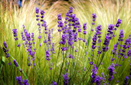 Lavender - flowers, blur, nature, lavender, field, flower, sharpen