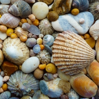 Shells and Stones