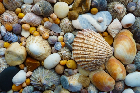 Shells and Stones