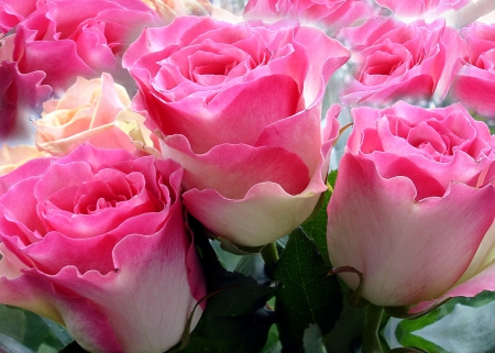 Pink roses - flowers, ROSES, nice, colors, pink, beauiful