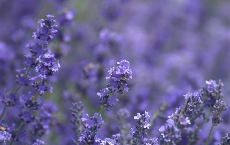 Lavender - fields, nature, field, flowers, lavender, violet, flower