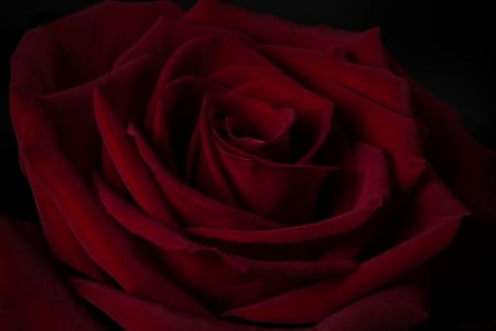 Tu - love, canon, passion, photography, rose, nevada, macro, low key, romance, red rose, flower