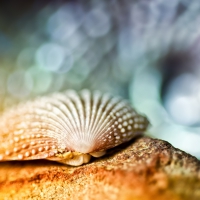 Shell