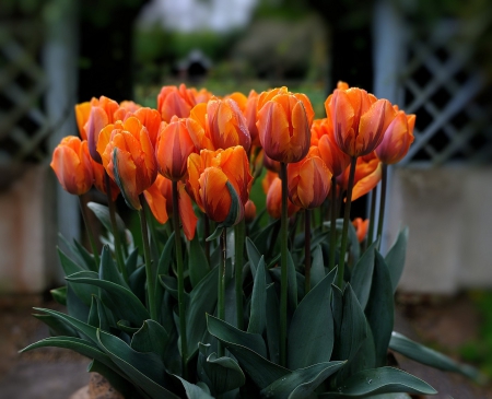 * Tulips * - nature, flowers, tlips, flower