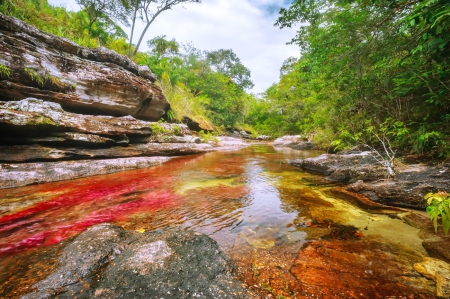 Five Colors River - river, trees, Colombia, beautiful, crystal waters, rocks, Cano Cristales