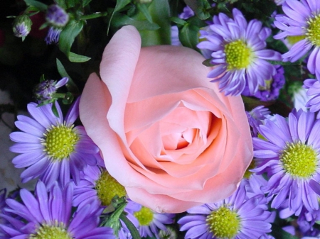 BEAUTIFUL ROSE ON PURPLE FLOWERS FOR MOTHERS   - ROSES, BEAUTIFUL, PINK, GORGEOUS