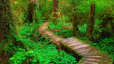 Wood Walkway - trees, trail, beautiful, green, forest