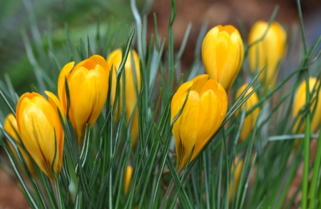 * Yellow crocuses * - crocuses, yellow, natre, flowers, flower