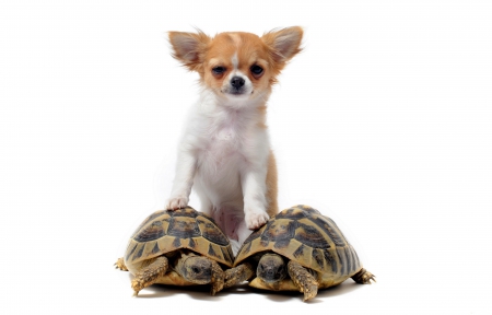 * Buddy * - turtles, animal, dog, buddy, animals