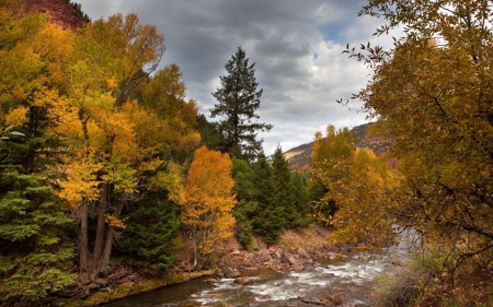 * Autumn forest * - nature, autumn, forest, trees