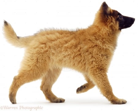 Belgian shepherd pup