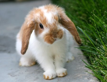 rabbit,outside - red-white, lop, pet, eared