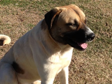 Anatolian shepherd - black, big, grey, mask, shor-haired