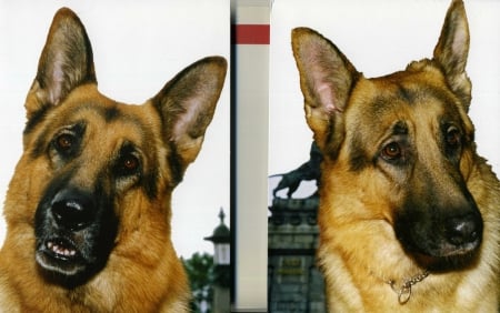 german shepherds - together, pair, couple, two