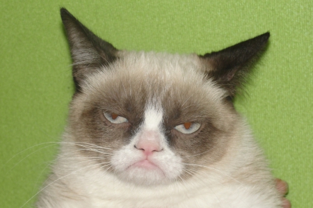 grumpy cat - cranky, sad, sweet, green